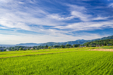 Fototapeta premium 初夏の田園風景と青空
