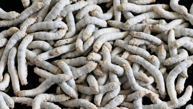 Crowded hungry adult silkworms crawling in a pile and looking for food, 4k slow motion footage.