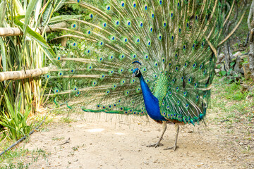 Obraz premium Exotische Pflanzen und Tiere auf Kreta, Griechenland