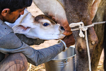 Editorial - circa 2021 bhuj gujarat India,man milking cow on farm,indian men with cow selective...