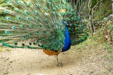 Obraz premium Exotische Pflanzen und Tiere auf Kreta, Griechenland
