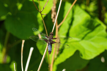 A dragonfly in its natural habitat on a blade of grass.