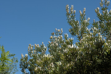 Exotische Pflanzen und Tiere auf Kreta, Griechenland