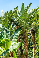 Obraz premium Exotische Pflanzen auf Kreta, Griechenland