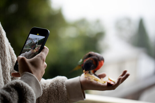 A person using his mobile phone taking picture snapshot of beautiful Parrot bird is setting on his palm 