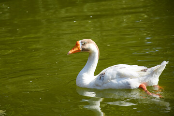 Obraz premium The most beautiful and graceful Chinese goose