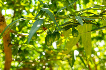 Exotische Pflanzen auf Kreta, Griechenland

