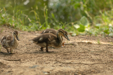 Mallard ducklings by the river in the background of green grass.