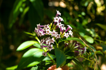 Exotische Pflanzen auf Kreta, Griechenland

