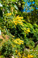 Exotische Pflanzen auf Kreta, Griechenland

