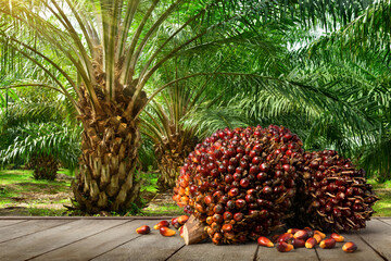 Oil Palm fruits with palm plantation background.