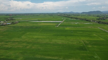 The Paddy Rice Fields of Kedah and Perlis, Malaysia