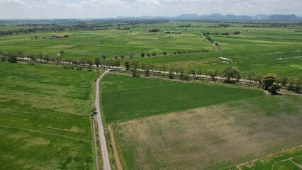 Naklejka premium The Paddy Rice Fields of Kedah and Perlis, Malaysia