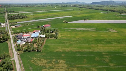 Fototapeta premium The Paddy Rice Fields of Kedah and Perlis, Malaysia