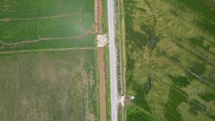 The Paddy Rice Fields of Kedah and Perlis, Malaysia