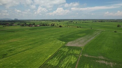 Fototapeta na wymiar The Paddy Rice Fields of Kedah and Perlis, Malaysia