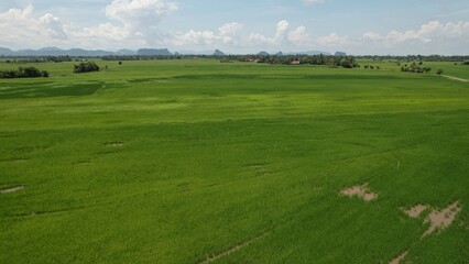 The Paddy Rice Fields of Kedah and Perlis, Malaysia