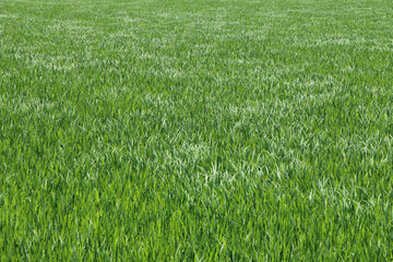 風になびいて輝く稲