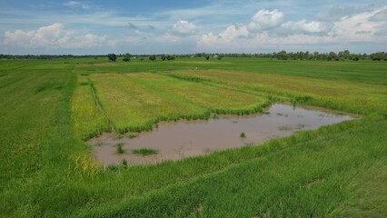 Naklejka premium The Paddy Rice Fields of Kedah and Perlis, Malaysia