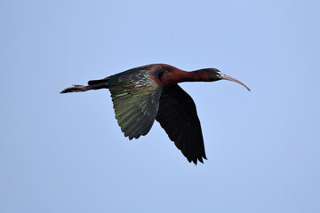 Obraz premium Brauner Sichler // Glossy ibis (Plegadis falcinellus) - Griechenland // Greece 