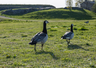 goose on the grass