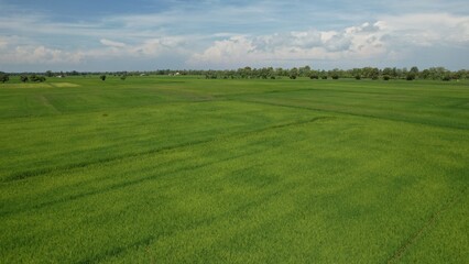 The Paddy Rice Fields of Kedah and Perlis, Malaysia