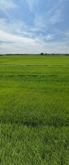 The Paddy Rice Fields of Kedah and Perlis, Malaysia