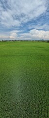 The Paddy Rice Fields of Kedah and Perlis, Malaysia