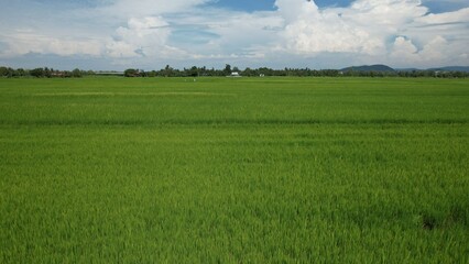The Paddy Rice Fields of Kedah and Perlis, Malaysia