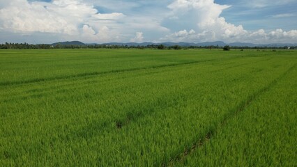 The Paddy Rice Fields of Kedah and Perlis, Malaysia