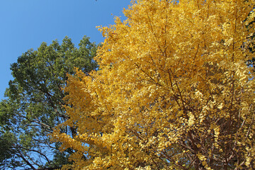 イチョウの紅葉