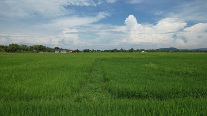 The Paddy Rice Fields of Kedah and Perlis, Malaysia