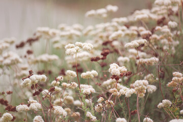 Clusters of tiny white flowers and dried out stems sway together in the spring breeze