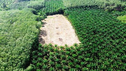 aerial photograph of oil palm plantation large in Thailand. Converting a high angle view of an oil...