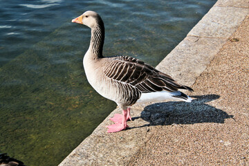 A Greylag Goose on the water