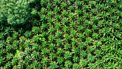 aerial photograph of oil palm plantation large in Thailand. Converting a high angle view of an oil...