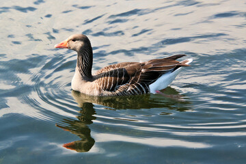 A Greylag Goose on the water