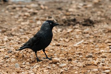 crow on the ground