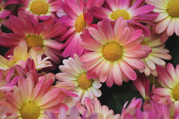 Bold bright pink daisy flowers bloom together in the spring garden waiting for a pollinator to visit the fragrant petals