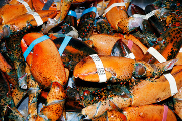 atlantic lobster shells mostly used as fertiliser and base for the seafood soups and stocks