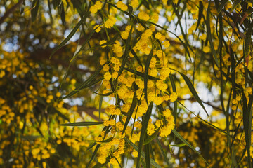 Beautiful blooming mimosa - Acacia dealbata. Close up, selective focus