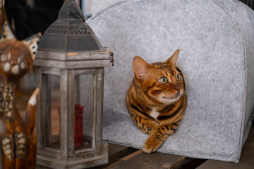 Portrait of a cute bengal cat hiding in a gray cat house