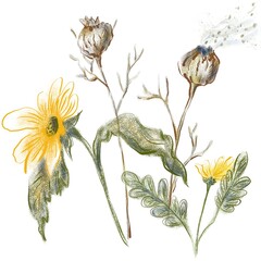 Hand-drawn illustration of forest grasses. A bouquet of yellow chamomiles and poppy boxes. Natural wildflowers. Colored pencils in digital illustrations