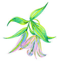 Lily bud and flower with leaves, watercolor illustration isolated on white