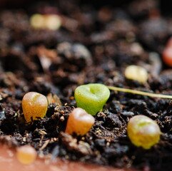 Young Living Stone - lithops in the pot