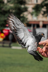 Pigeons Eating From Human Hand