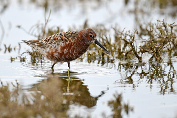 Curlew sandpiper // Sichelstrandläufer (Calidris ferruginea) 