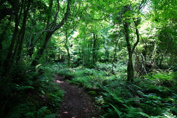 Fototapeta na wymiar fine path through wild spring forest