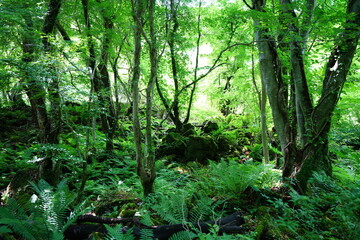 Fototapeta na wymiar fine primeval forest in the sunlight