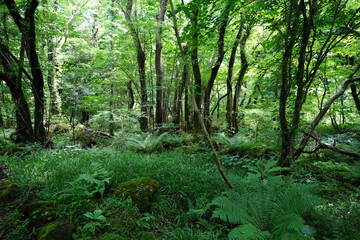 lively dense forest with old trees and fern